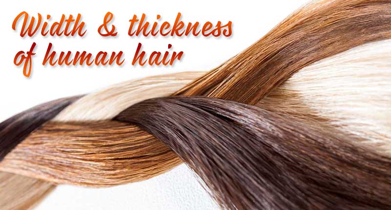 Width Of Human Hair: These Statistics Are Real! - Lewigs