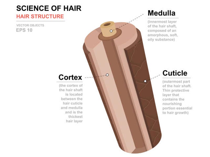 a human hair has the diameter of about