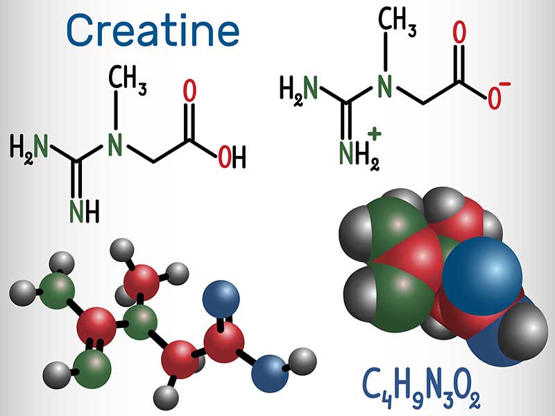 Does Creatine Cause Hair Loss? Muscles Or Hair? 