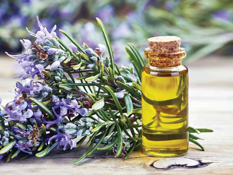 Cracking The Use Of Rosemary Oil For Hair | Lewigs