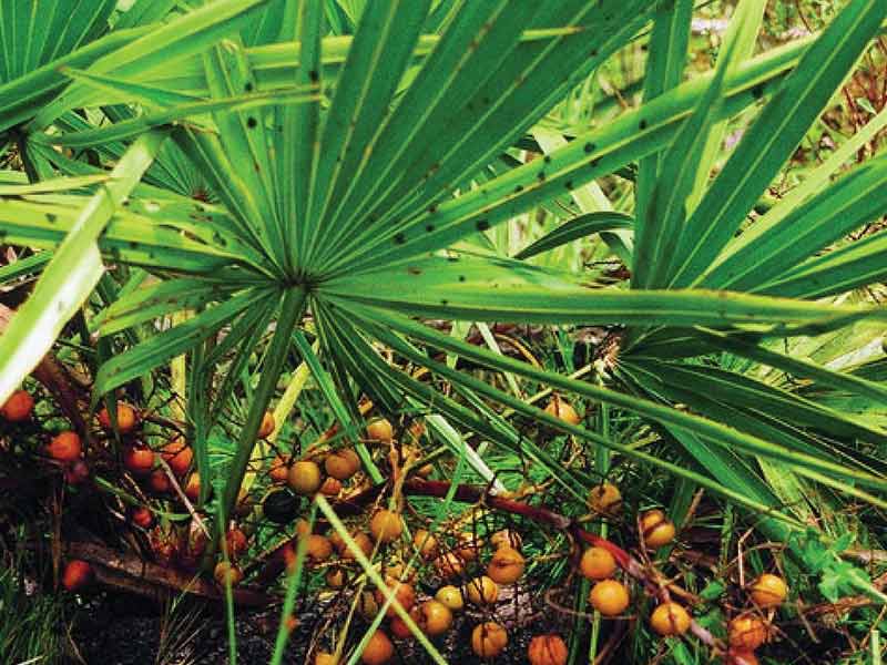 Saw Palmetto For Hair Loss - Is It The Right Strategy?