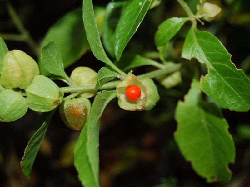 Ashwagandha For Hair Growth - Will It Help?