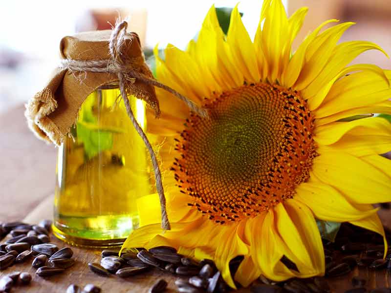 How To Make The Best Use Of Sunflower Oil For Hair?