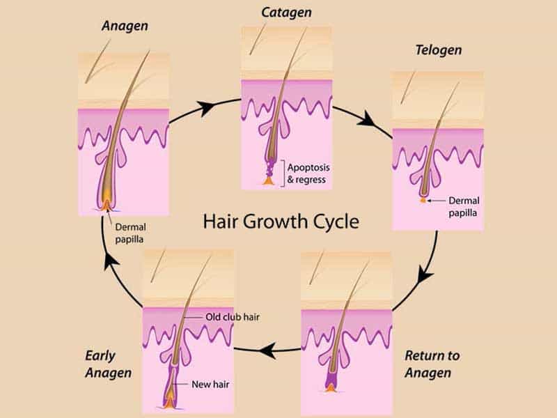 My Hair Isn’t Growing - Cracking The Underlying Causes