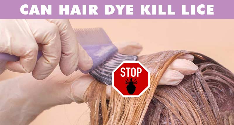 Can Hair Dye Kill Lice? A Controversial Issue People Are Arguing